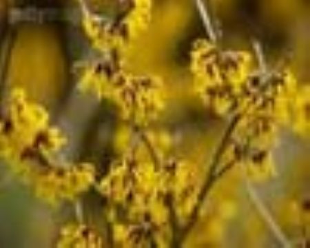 Hamamelis Virginiana L. Extract